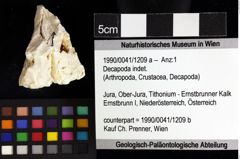 Foto (Objket + Etiketten) von Decapoda indet. 